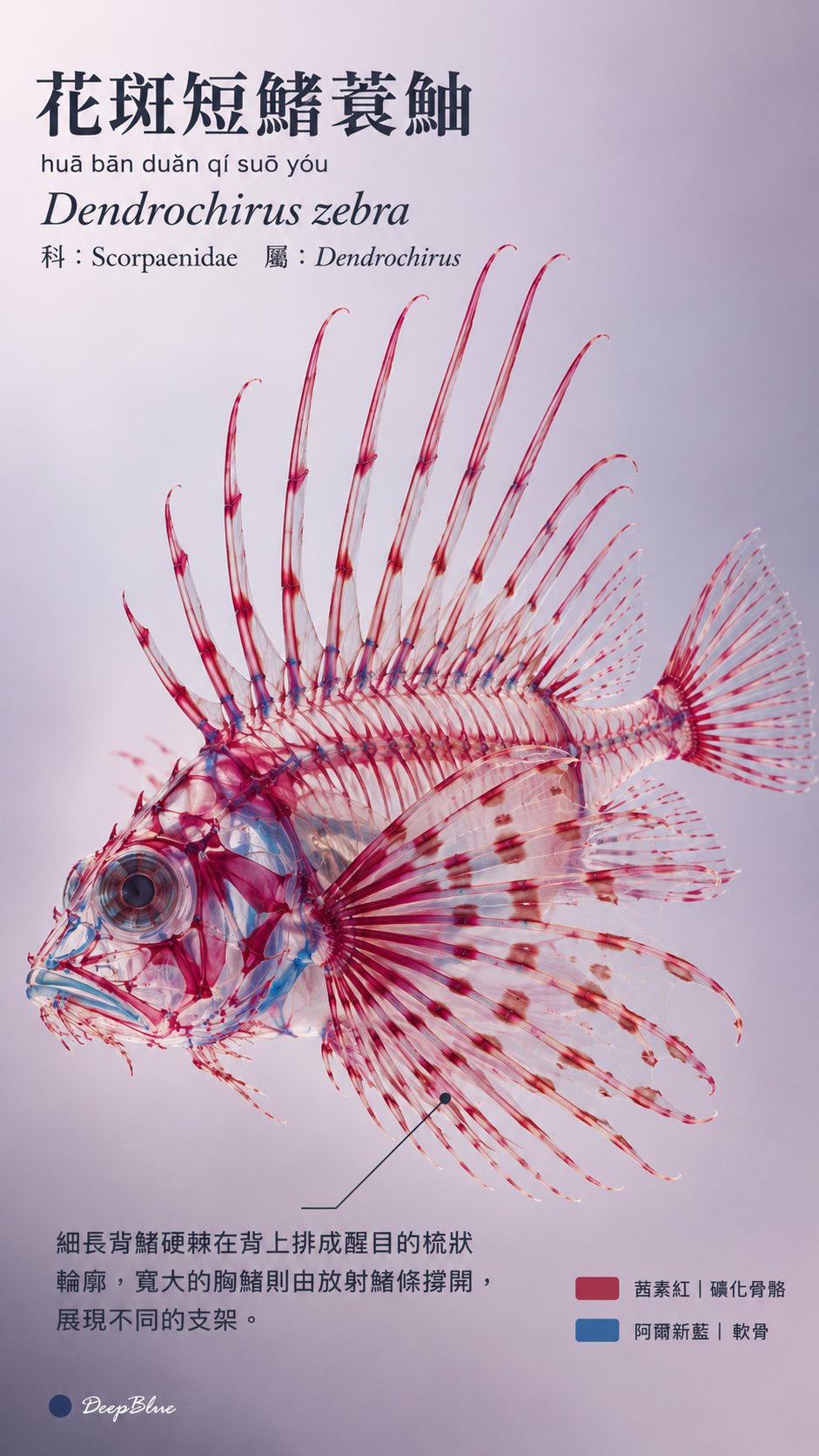 隨機選取10種不同的海洋硬骨魚 - 图 3